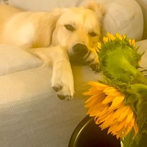 Meet your Posher, Amy